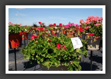 Geranium Florever Violet_4774