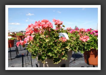 Geranium Florever Salmon_4775
