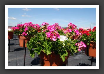 Geranium Daredevil Orchid_4776