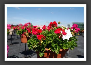 Geranium Daredevil Mulberry_4777