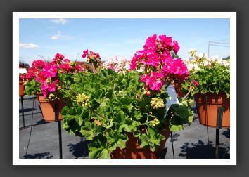 Geranium Daredevil Rosita_4778