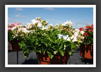 Geranium Daredevil Snow_4779