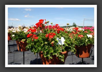 Geranium Daredevil Fire_4780