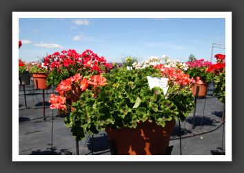 Geranium Daredevil Salmon_4781