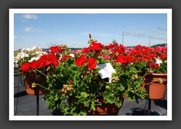Geranium Daredevil Claret_4782