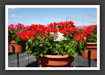 Geranium - Zonal Designer Bright Scarlet_4783