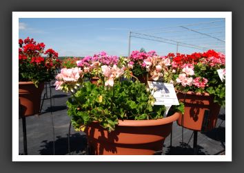 Geranium - Zonal Designer Light Salmon_4785