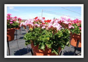 Geranium - Zonal Fantasia Pink Shell_4787