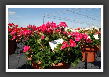 Geranium - Zonal Showcase Rose Sizzle_4788