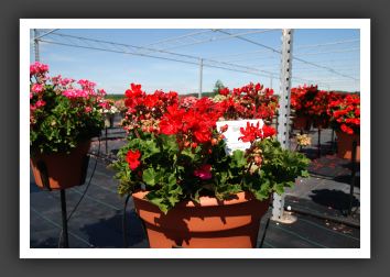 Geranium - Zonal Showcase Bright Red_4792