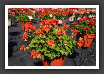 Geranium Patriot Orange_4676