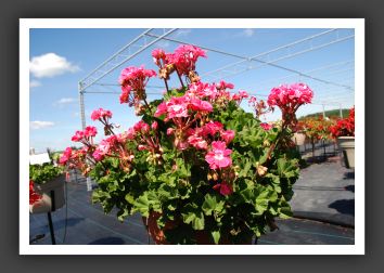 Geranium Savannah Pink Sizzle_4793