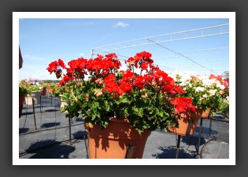 Geranium Savannah Red_4796