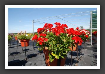 Geranium Survivor Dark Red_4797