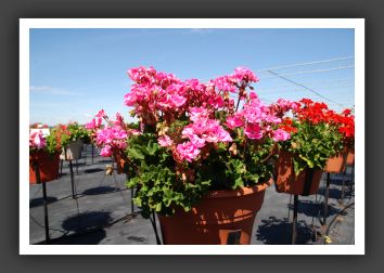 Geranium Savannah Pink_4798