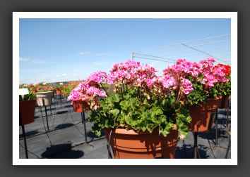 Geranium Savannah Lavender Splash_4799