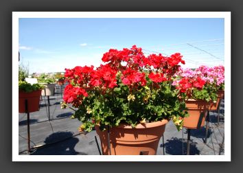 Geranium Savannah Drak Red_4800