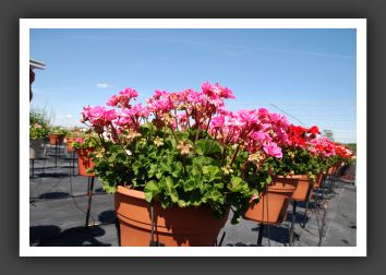 Geranium Savannah Pink_4801