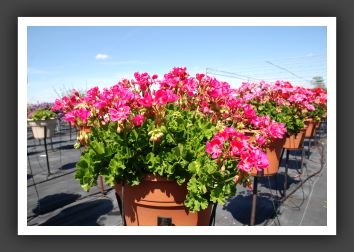Geranium Survivor Hot Pink_4802