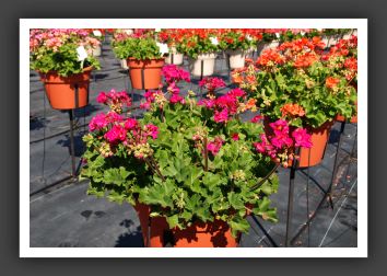 Geranium Candy Violet_4677