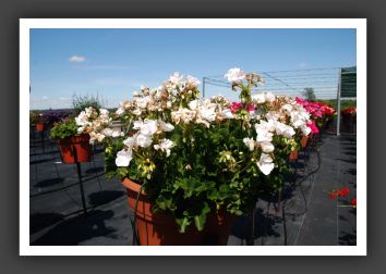 Geranium Savannah_4803