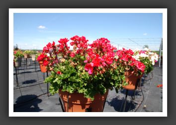 Geranium Savannah Punch_4804