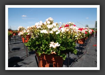 Geranium Savannah White Splash_4805