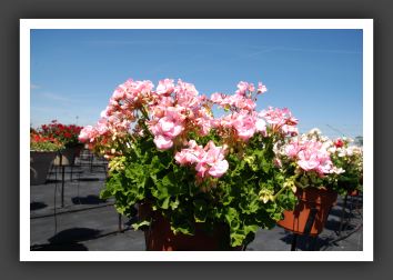 Geranium Survivor Apple Blossom_4806