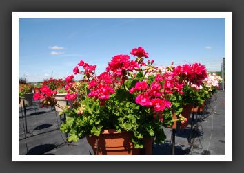 Geranium Survivor Plum_4807