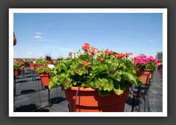 Geranium Stardom Coral_4810