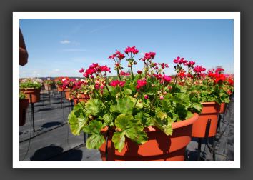 Geranium Stardom_4811