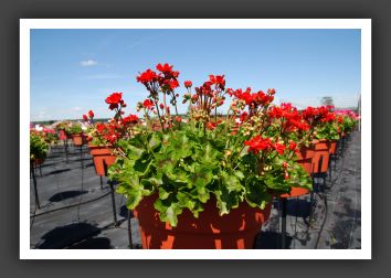 Geranium Stardom Red_4812