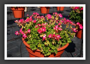 Geranium Maestro Neon Pink_4678