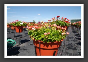 Geranium Stardom Orange Bicolor_4813