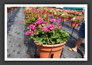 Geranium - Trailing Galleria Bright Violet_4825