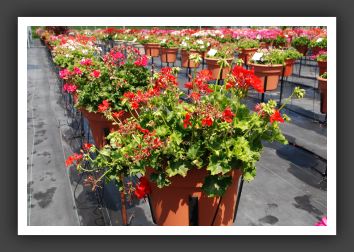 Geranium - Trailing Galleria Bright Sunrise _4826
