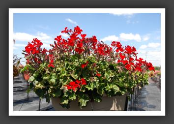 Geranium - Ivy  Caliente Fire_4828