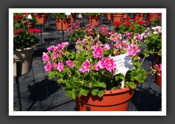 Geranium Maestro Lavender Parfait_4682