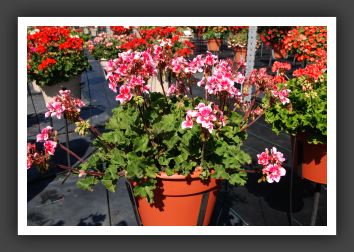 Geranium Candy Fantasy Kiss_4665