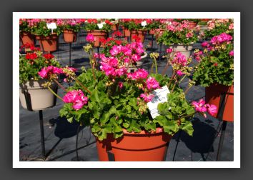Geranium Patriot Rose Pink_4684