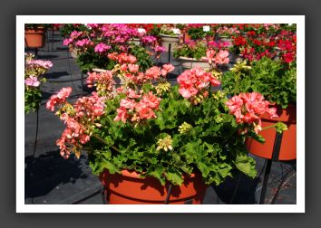 Geranium Patriot Salmon_4690