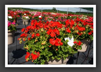 Geranium Summer Idols Red_4692