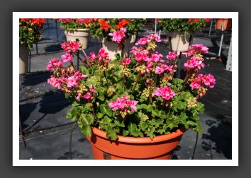 Geranium Candy Rose Splash_4666