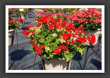Geranium Summer Idols Dark Red_4693