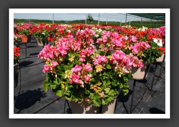 Geranium Meridonna Pink_4695