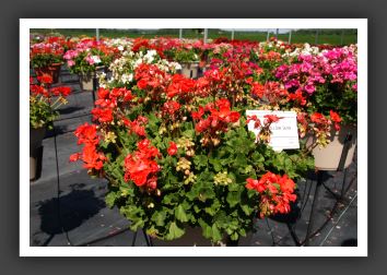 Geranium Summer Idols Dark Salmon_4696