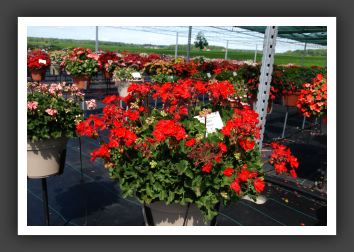 Geranium Meriflame Red_4700