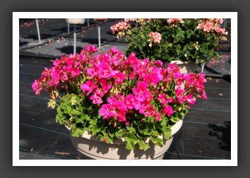 Geranium Summer Idols Lilac with Eye _4702