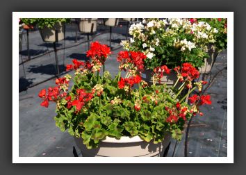 Geranium - Zonal Sunrise Brillant Red_4709