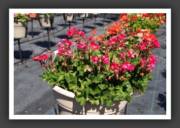 Geranium - Zonal Moonlight Cranberry Blush_4711